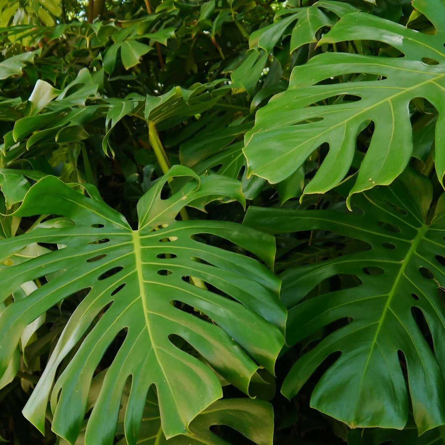 Split-Leaf Philodendron (7863715201279)